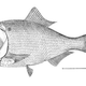 Image for article titled What Do Fertilizer, Omega-3 Pills, and Pig Feed Have in Common? A Fish